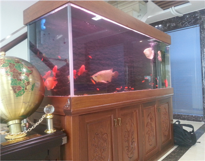 龍魚(yú)缸