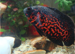 不要小看白點(diǎn)病，不得不治！